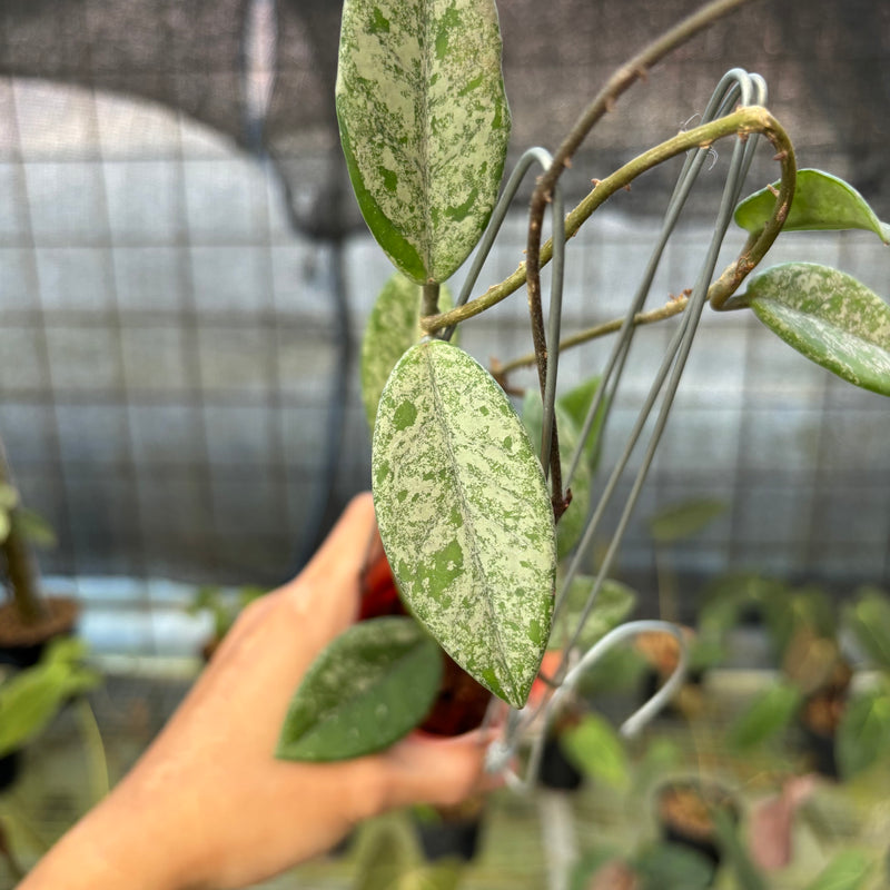 FS59-9 Hoya Carnosa Star Dust