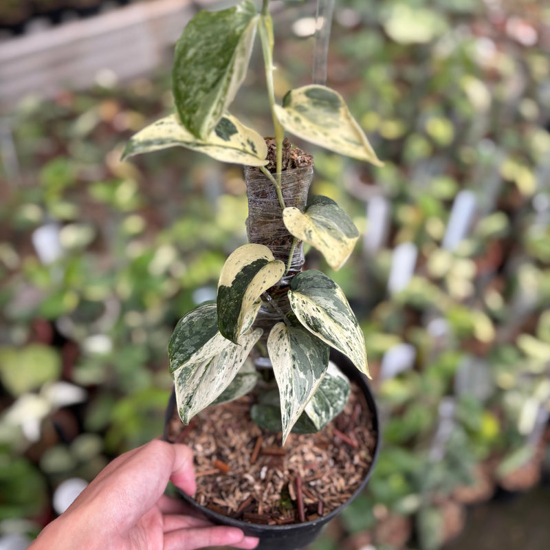Scindapsus Exotica Albo
