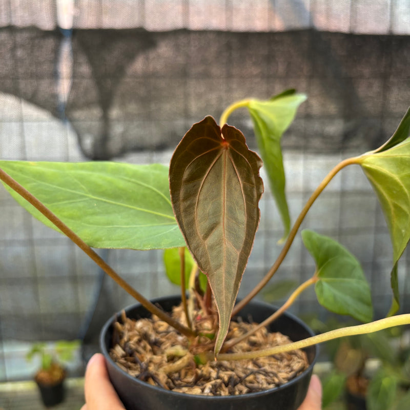 FS56-9 Anthurium Red Spider Selected