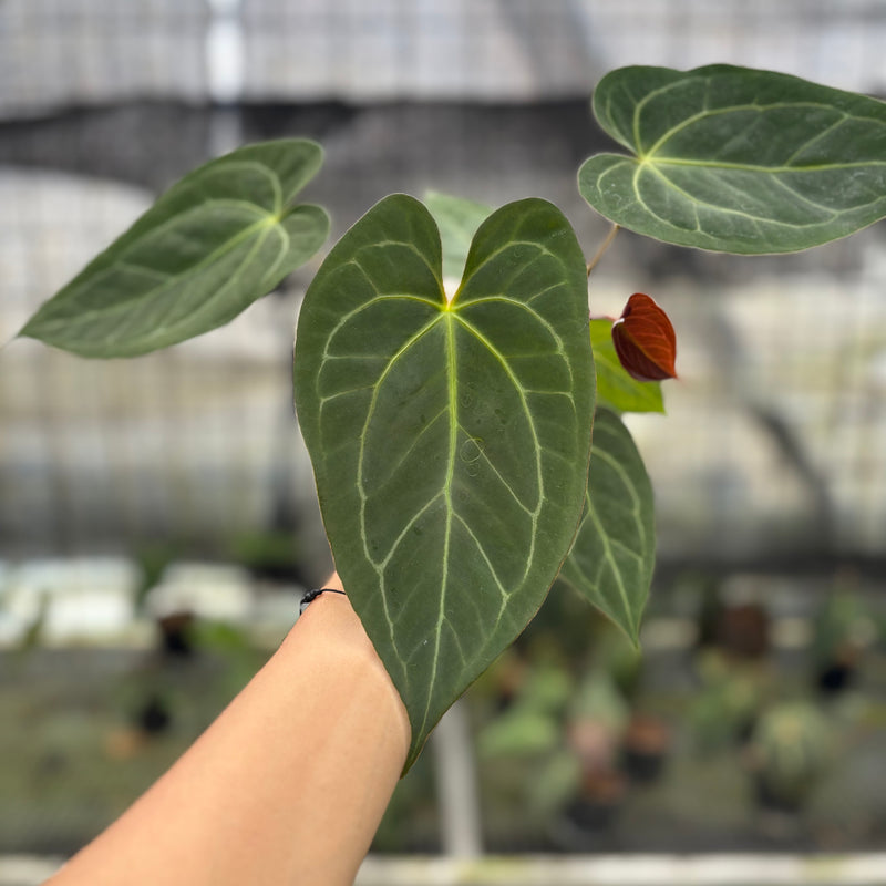 FS45-10	Anthurium Papilillaminum Xone