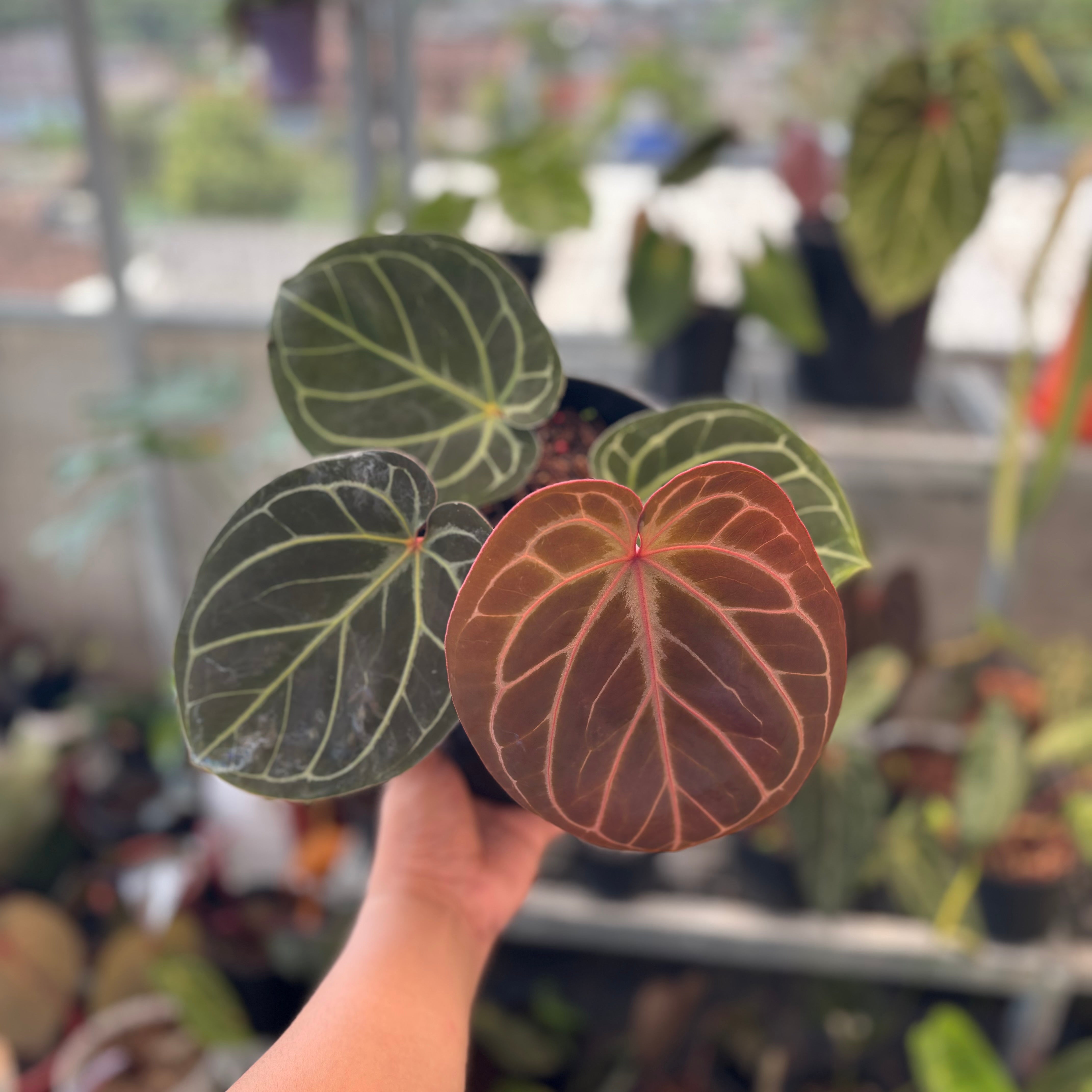 Anthurium King of Spades x Red Crystallinum — Aroidasia