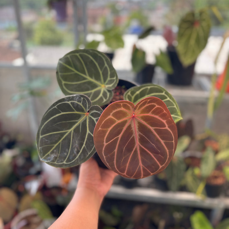 Anthurium King of Spades x Red Crystallinum