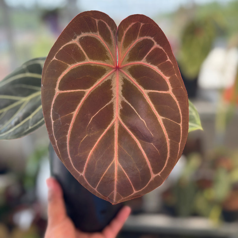 Anthurium King of Spades x Red Crystallinum