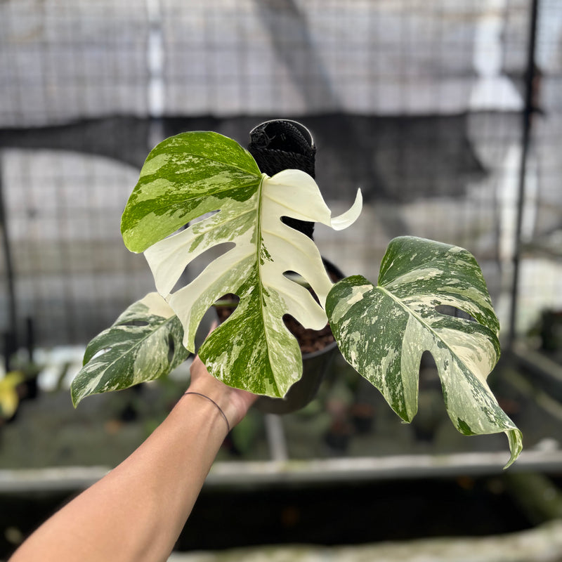 FS49-10	Monstera Albo White Tiger Variegated