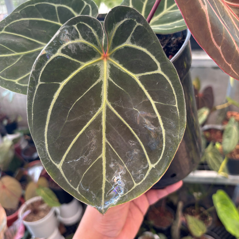 Anthurium King of Spades x Red Crystallinum