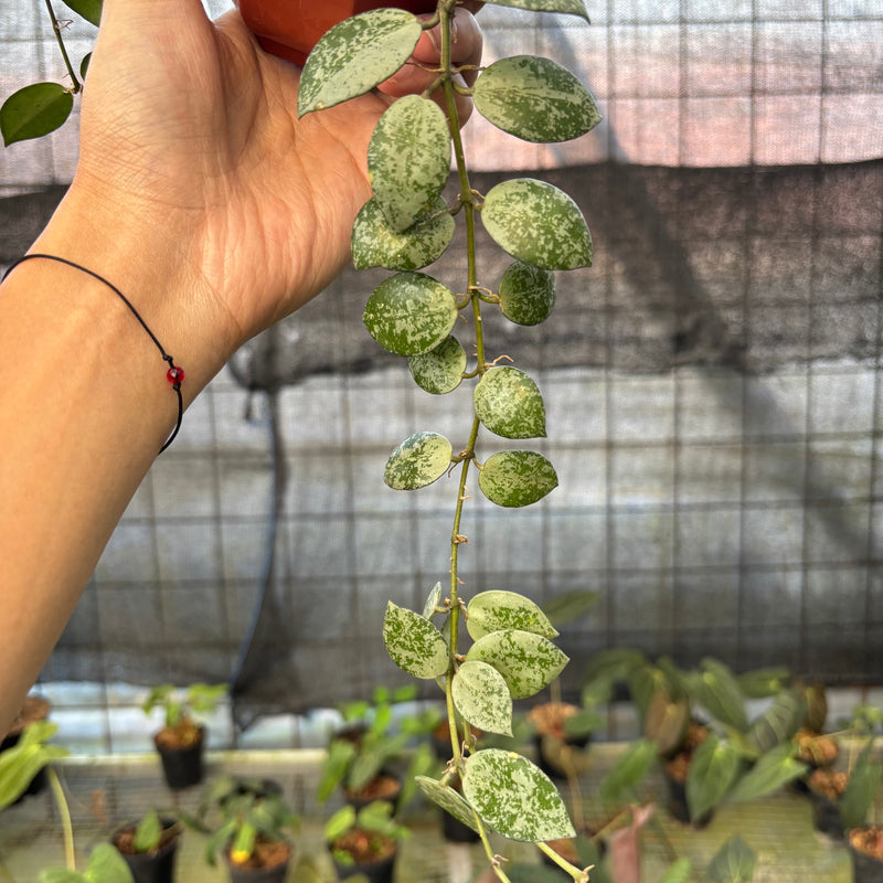 FS64-9 Hoya Lacunosa Silver Lime