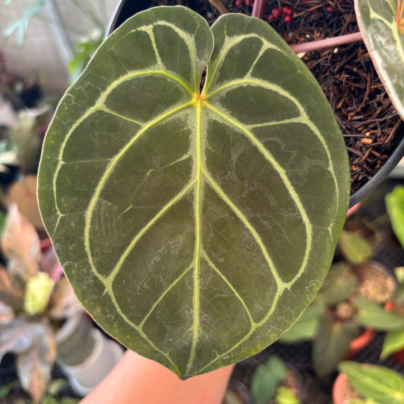 Anthurium King of Spades x Red Crystallinum