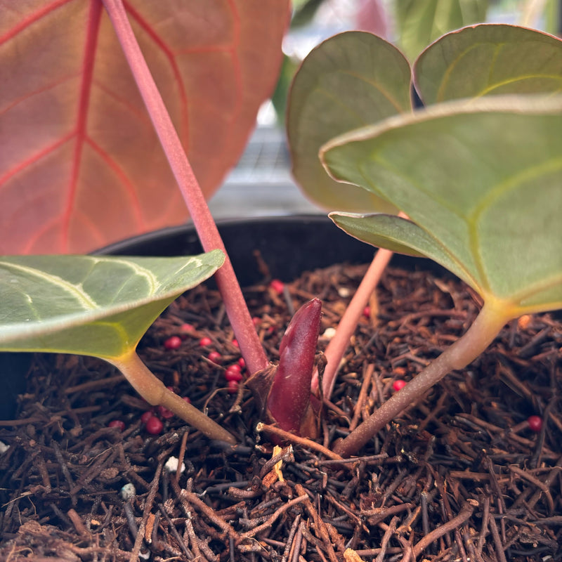 Anthurium King of Spades x Red Crystallinum
