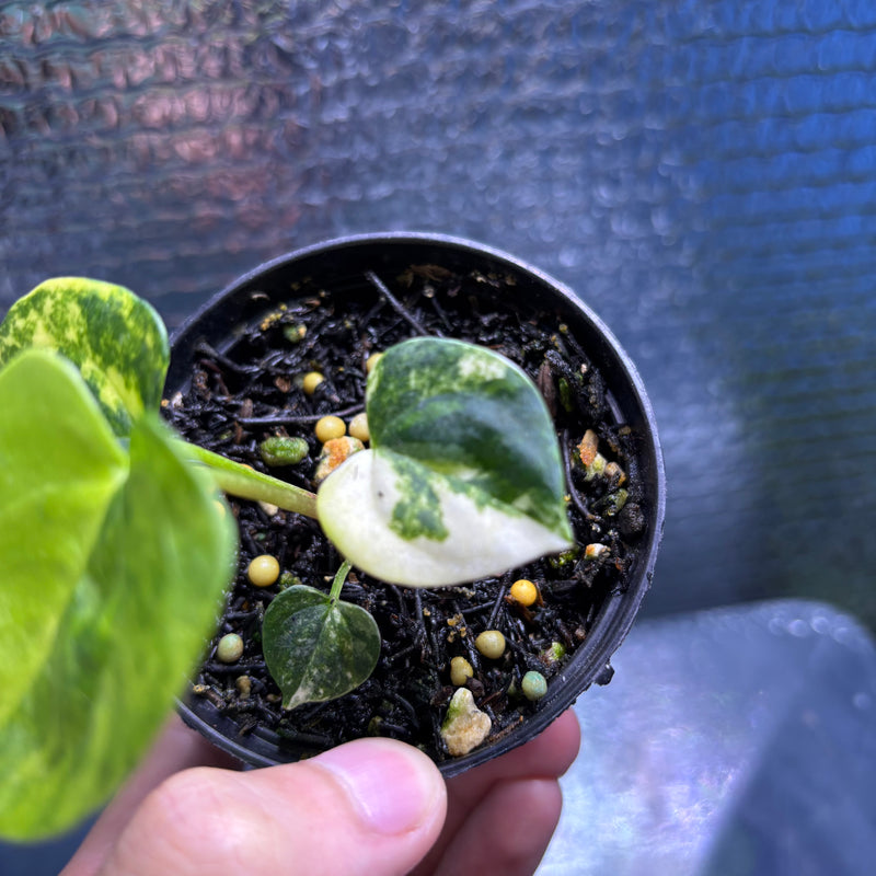 FS78-9 Anthurium KOS x AOS Variegated