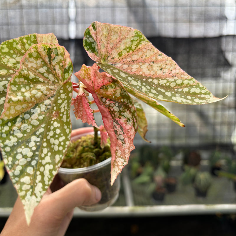 FS50-10	Begonia Snow Capped Variegated