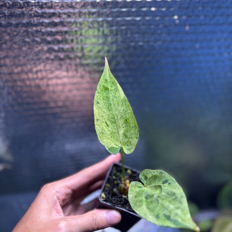 FS81-10 Anthurium Fortsherman x Darkphoenix Variegated