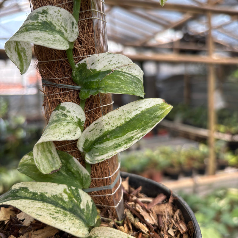 Rhaphidophora Korsthalsii Albo