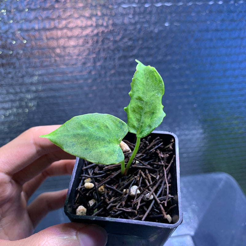 FS66-8 Anthurium Red Hawk x Blue Papilillaminum Mint