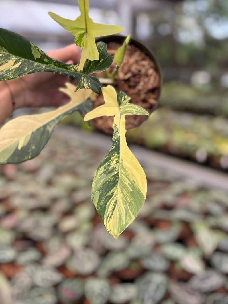 Philodendron Florida Beauty x Joepii