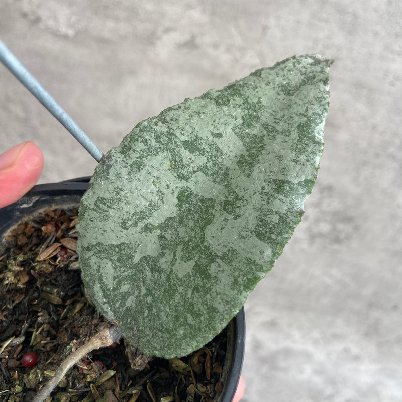 FS7-10 Hoya Caudata Leopard B