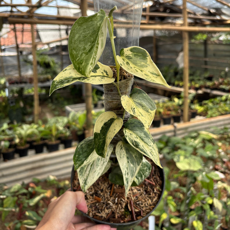 Scindapsus Exotica Albo