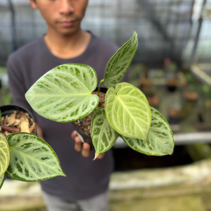 FS49-9 Anthurium Silver Chrome Full Silver (2 pcs)
