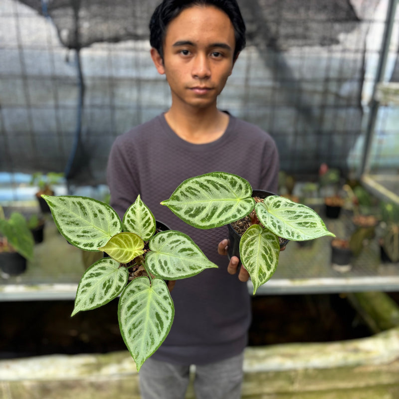 FS50-9 Anthurium Silver Chrome Full Silver (2 pcs)