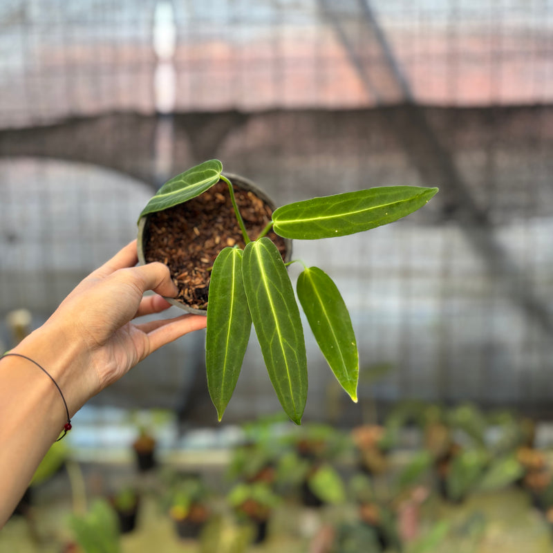 FS70-9 Anthurium Warocqueanum