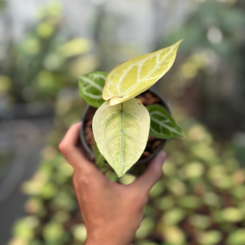 Anthurium Silver Hope Mint x Red Tiger