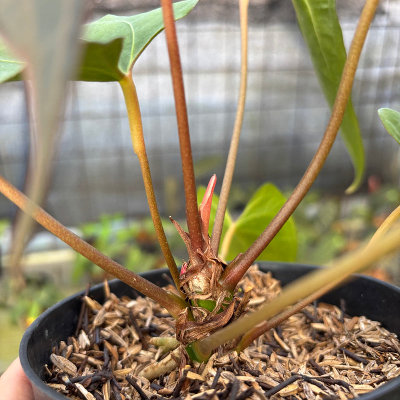 FS56-9 Anthurium Red Spider Selected