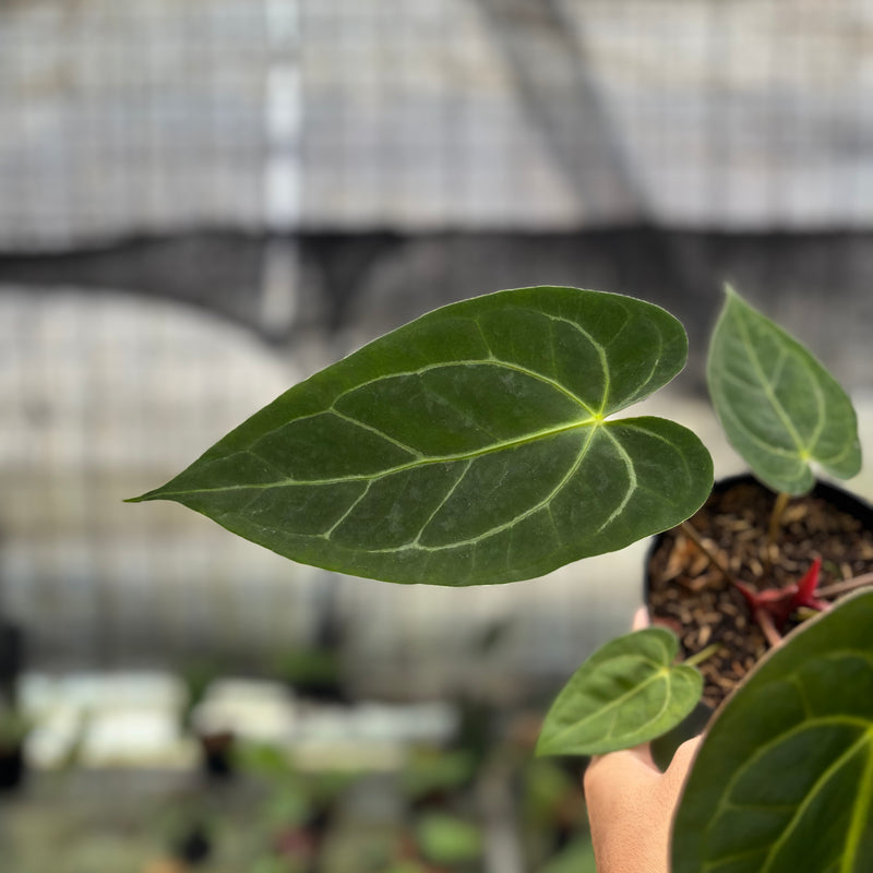 FS45-10	Anthurium Papilillaminum Xone
