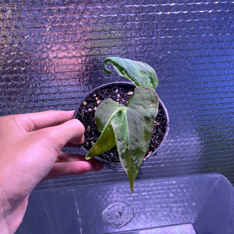 FS67-8 Anthurium Papilillaminum Mutation