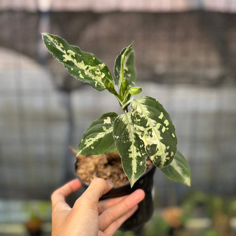 FS47-9 Aglaonema Pictum Beecolor Variegated