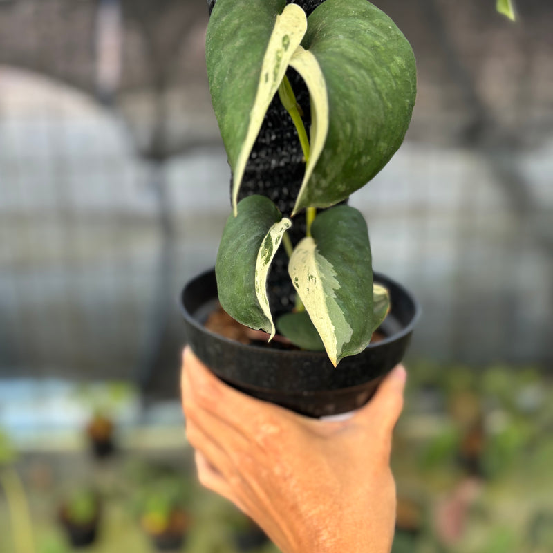 FS55-9 Scindapsus Silver Satin Halfmoon