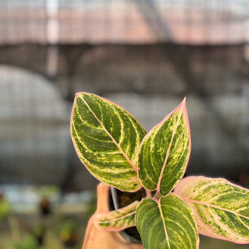 FS67-9 Aglaonema Dejavu