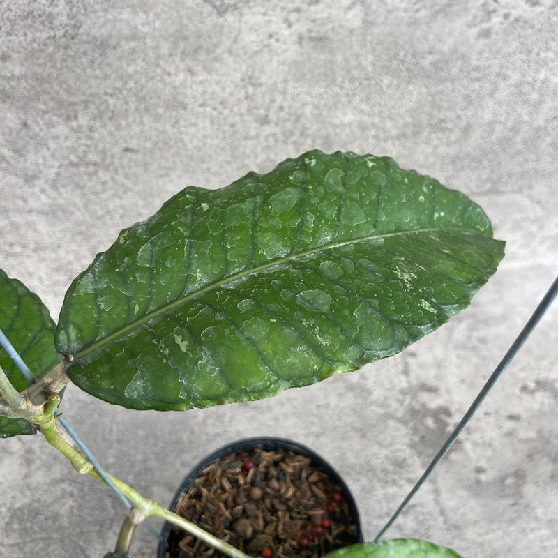 FS18-10 Hoya SP Aceh Mystic Core