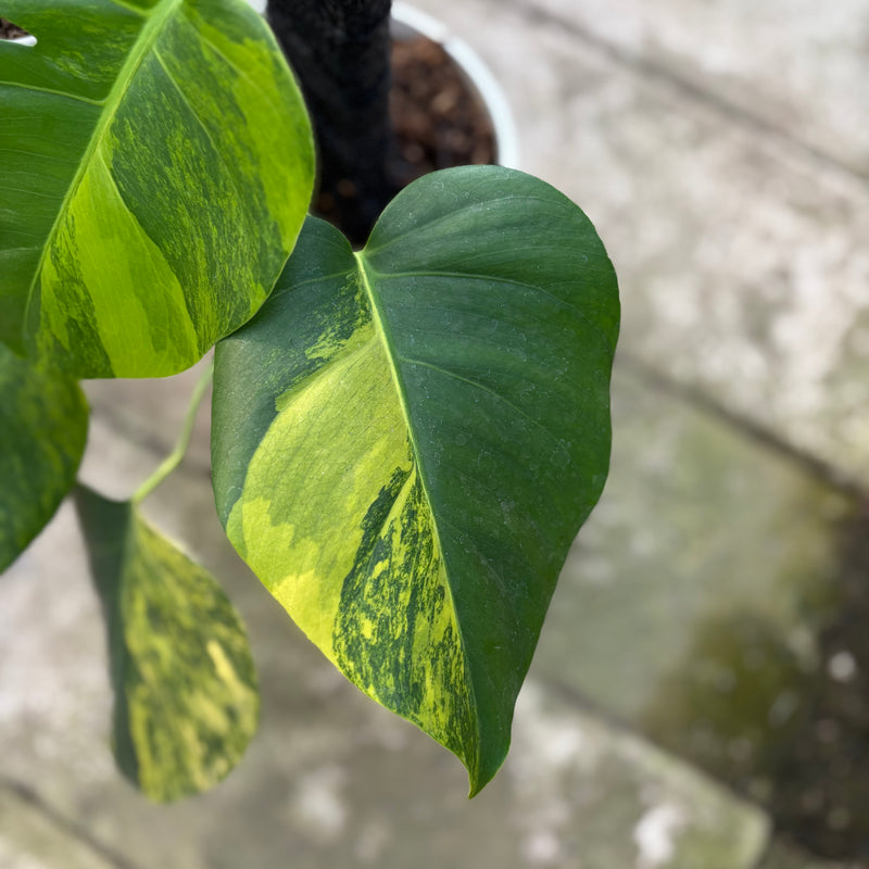 FS73-9 Monstera Yellow Variegated "Marmorata" (2 pcs)