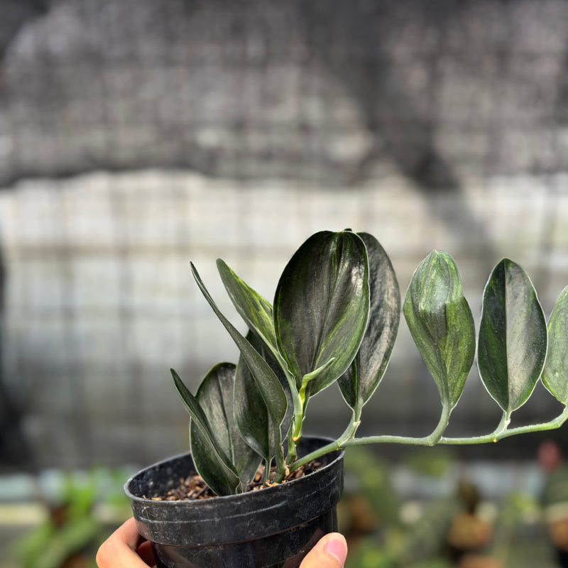 FS44-9 Scindapsus Treaubi Black Variegated