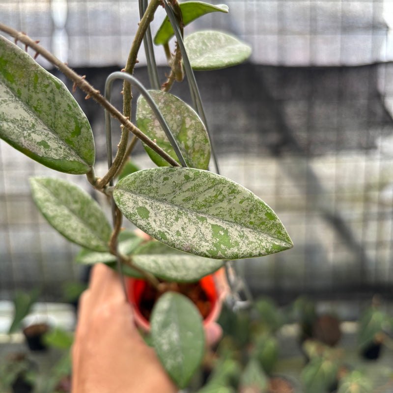 FS65-10	Hoya Carnosa Star Dust