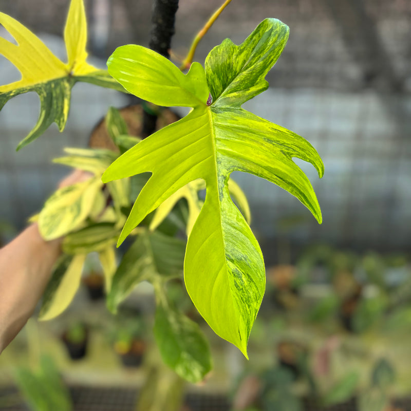 FS72-9 Philodendron Florida Beauty Mature Size