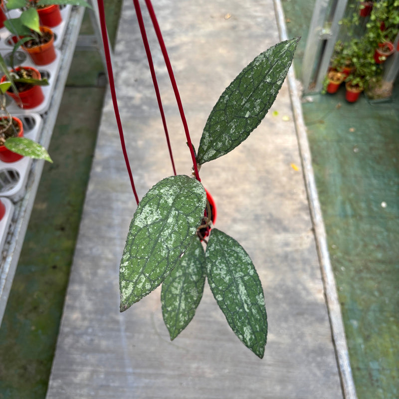 Hoya Clemensiorum Silver Splash