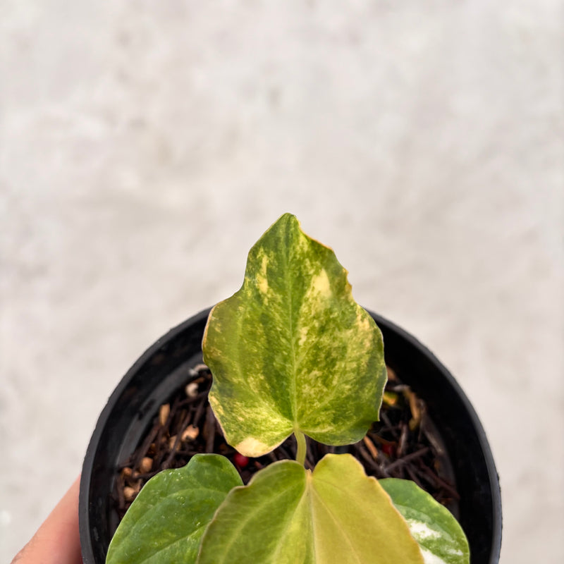 Anthurium Golden Sunrise x AOS Tezula x papilillaminum ORYN