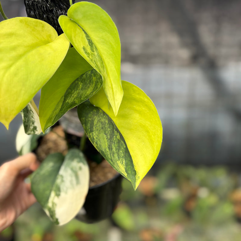 FS45-9 Scindapsus Jade Satin Variegated