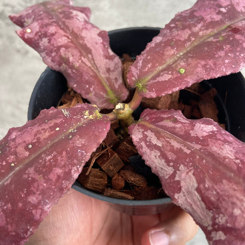 FS25-10 Hoya Undulata Red