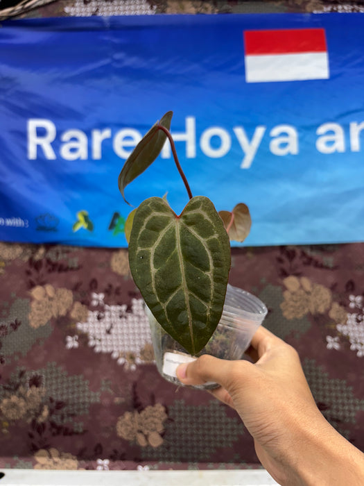 A02003 Anthurium BVIT X Zara Michele