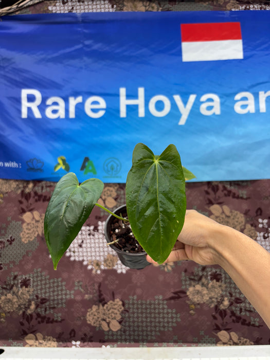 A02006 Anthurium Fortsherman Hybrid