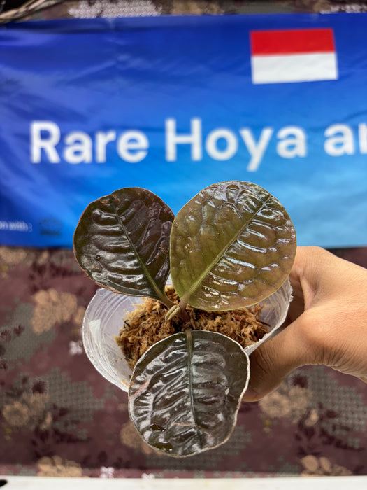 A03011 Labisia Sp Borneo