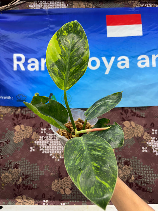 A04012 Philodendron Green Congo