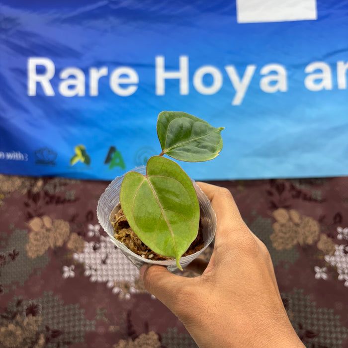 A06015 Anthurium Blue Papillilaminum