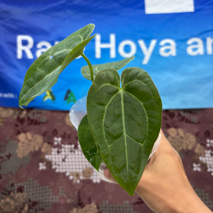 A06016 Anthurium Papillilaminum Pink X Michele