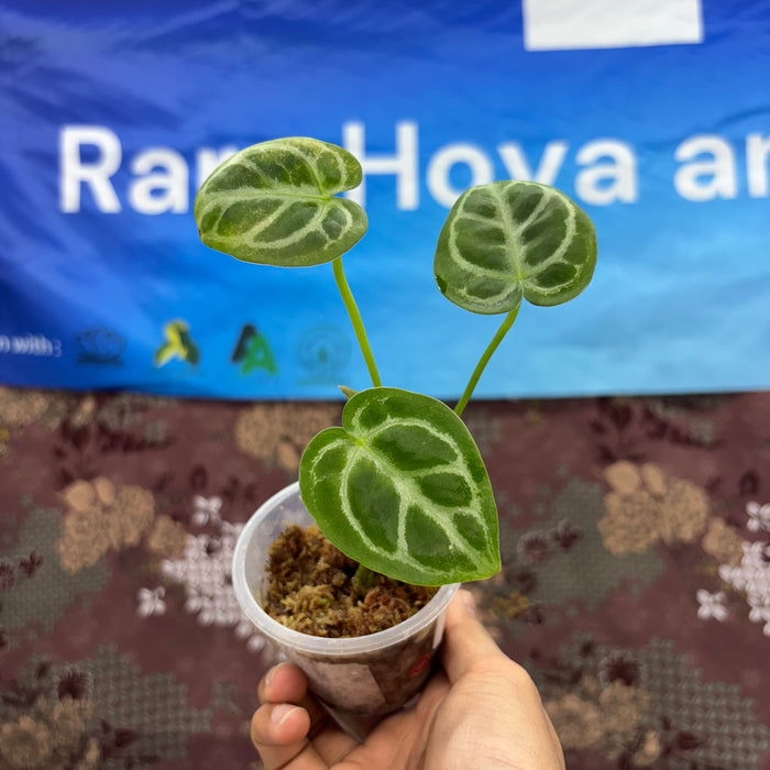 A06007 Anthurium Dressleri X Silver Blush