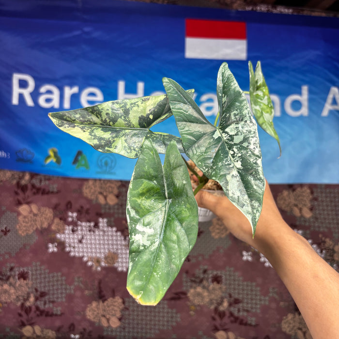 A711 Alocasia Sympo Albo Variegated