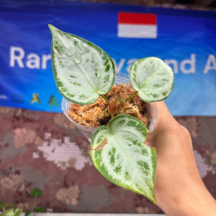 A818 Anthurium Silver Chrome