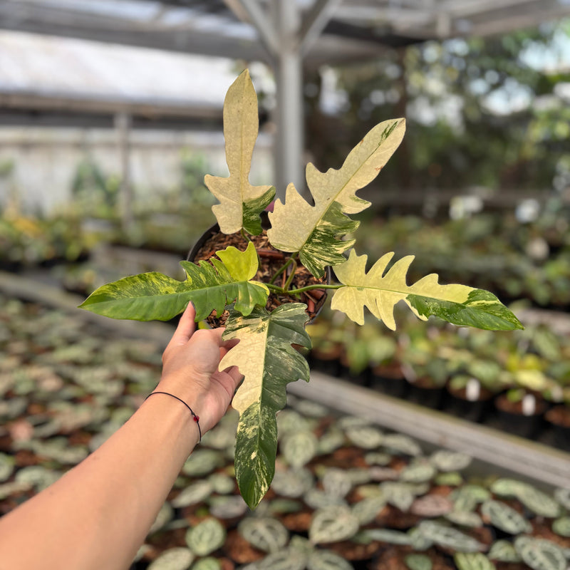 Philodendron Distantilobum x Florida Beauty