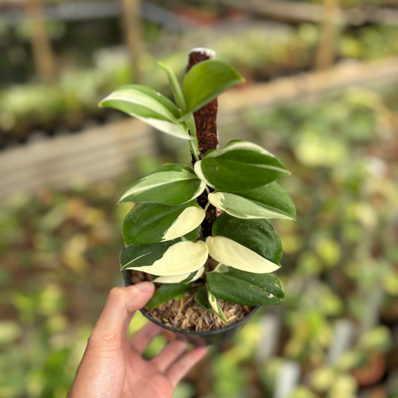 Scindapsus Treubii Albo